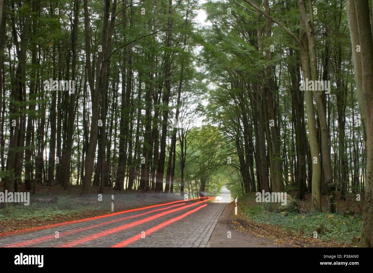 Putbus, Germania, Autoruecklichter sul tedesco Alleenstrasse Foto Stock