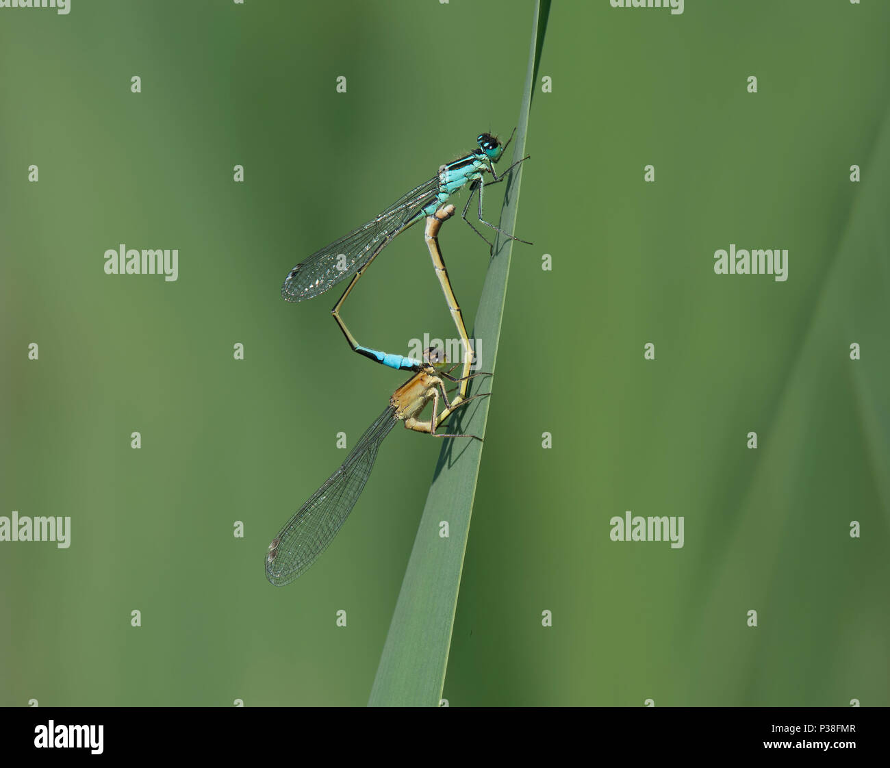 Blu-tailed Damselfly, Ischnura elegans, appollaiato sul gambo reed in Lancashire, Regno Unito Foto Stock
