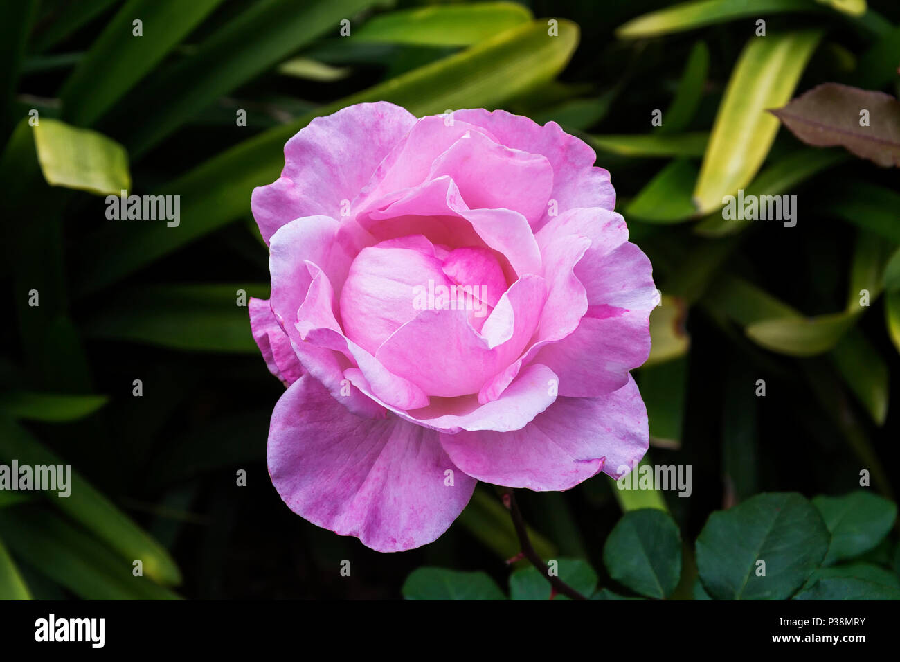 Rosebud in rosa e bianco di close-up su una verde sfondo sfocato con fogliame Foto Stock