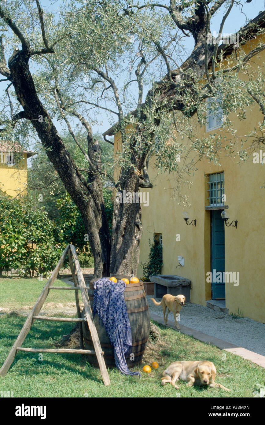 Cane sdraiati sull'erba accanto alla struttura in legno e vecchi Barile di legno sotto il vecchio albero di olivo nel cortile di villa toscana Foto Stock