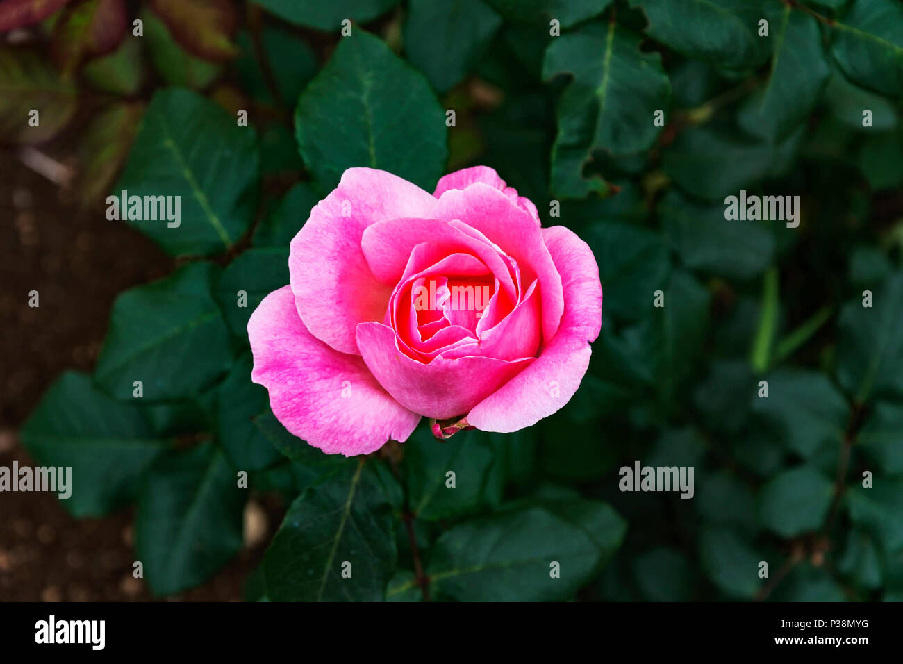 Blooming bocciolo di rosa in rosa e bianco di close-up su una verde sfondo sfocato con fogliame Foto Stock