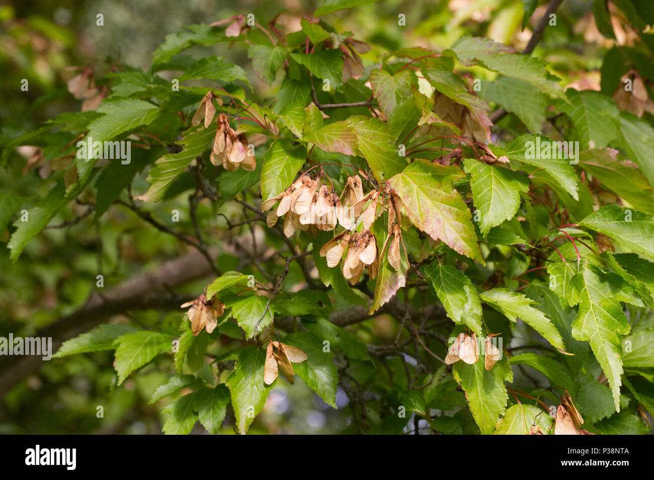 Acer tataricum subsp. aidzuense. Seedheads sviluppando in estate. Foto Stock