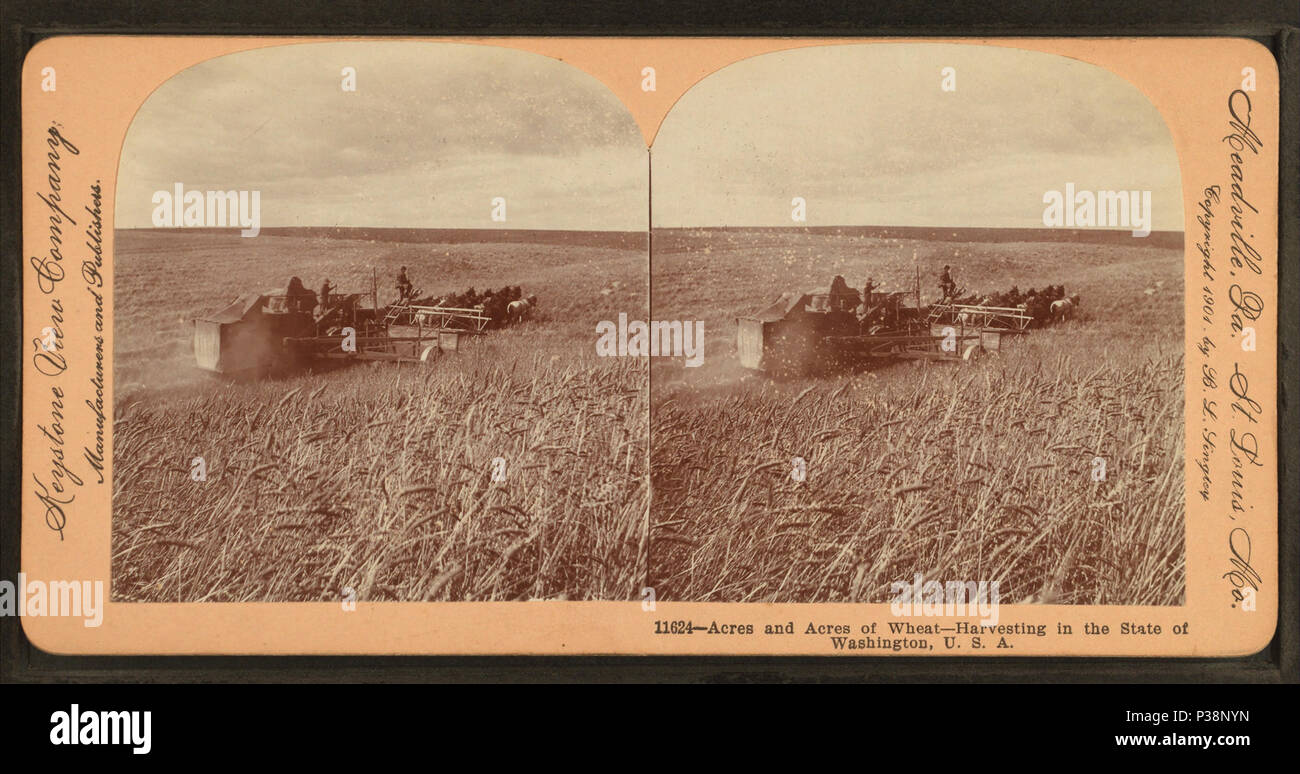 15 acri e acri di grano, raccolta nello stato di Washington, USA, di Keystone View Company Foto Stock