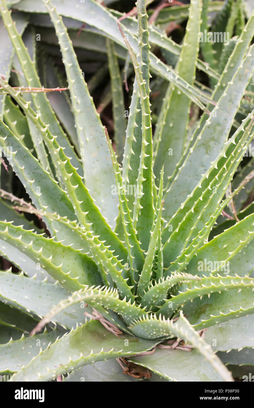 Aloe spinosissima crescono in un ambiente protetto. Spider Aloe. Foto Stock