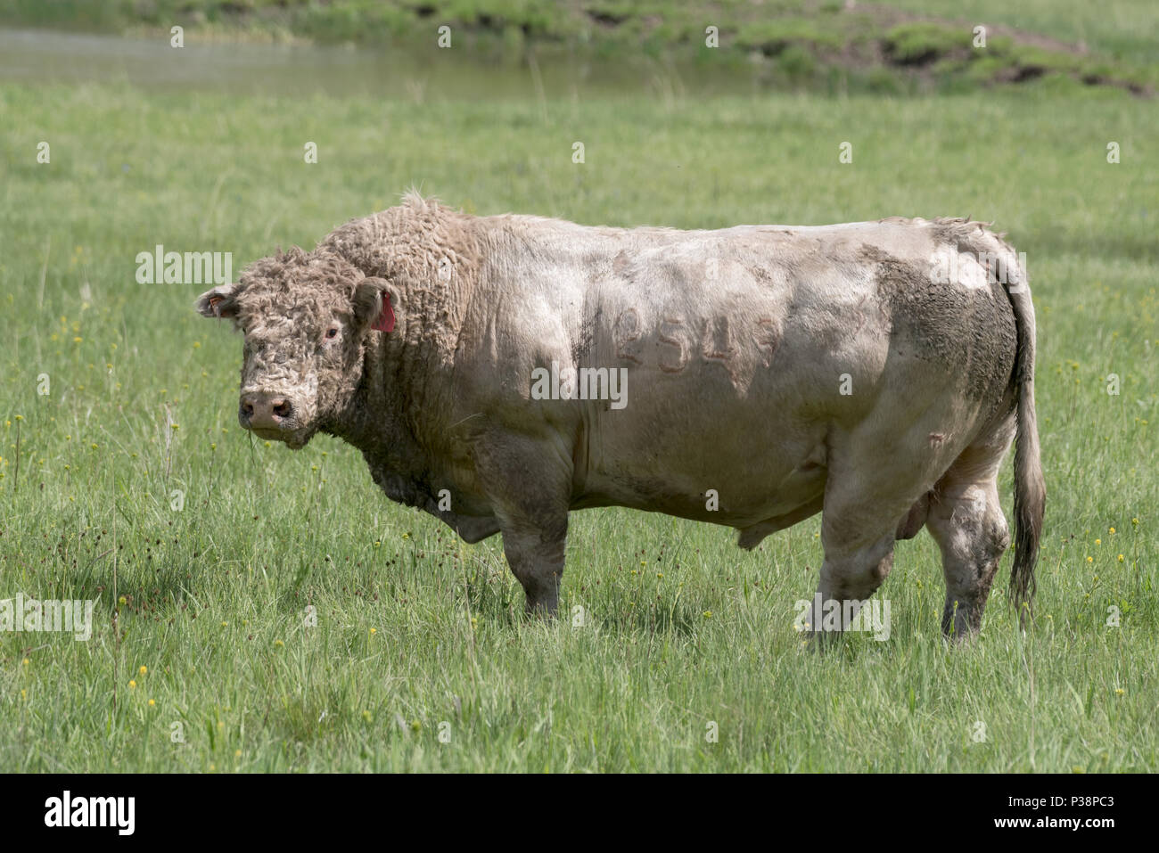 Bull sulla prateria del Zumwalt Prairie in Oregon orientale. Foto Stock