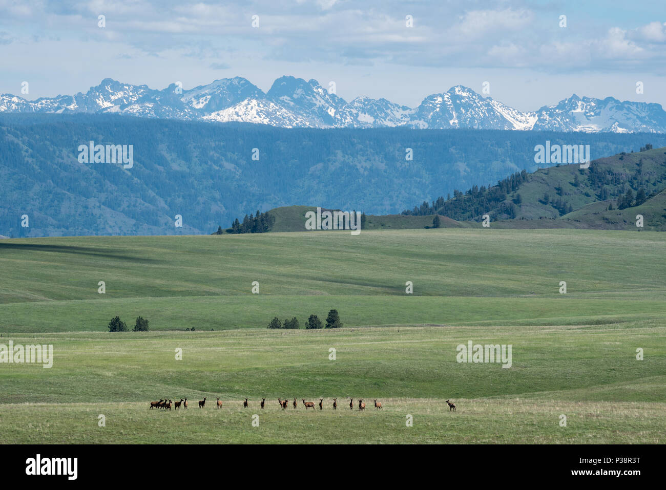 Elk allevamento su Oregon's Zumwalt Prairie con i sette demoni montagne di Idaho nella distanza. Foto Stock