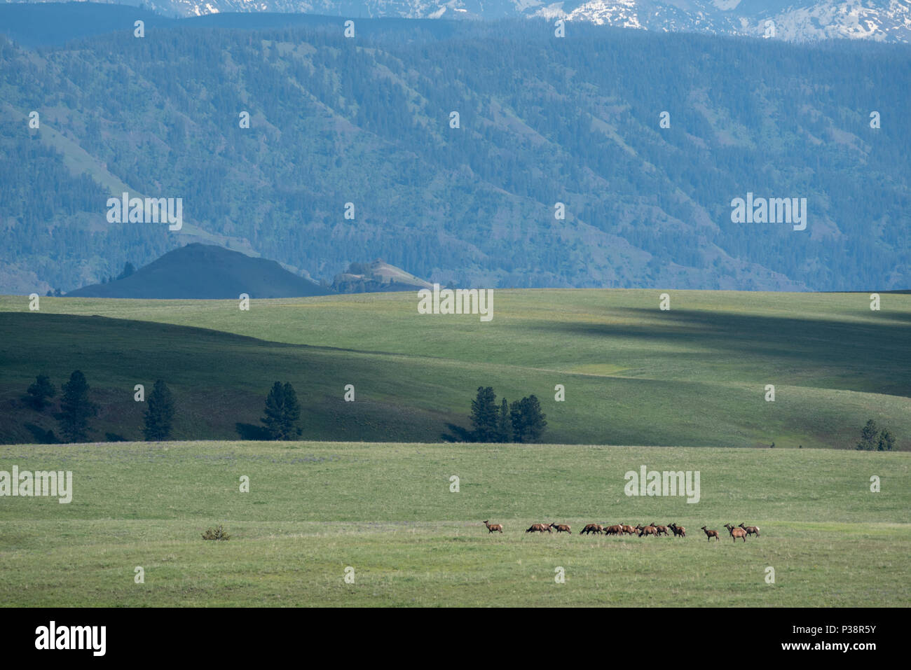 Elk allevamento su Oregon's Zumwalt Prairie con i sette demoni montagne di Idaho nella distanza. Foto Stock