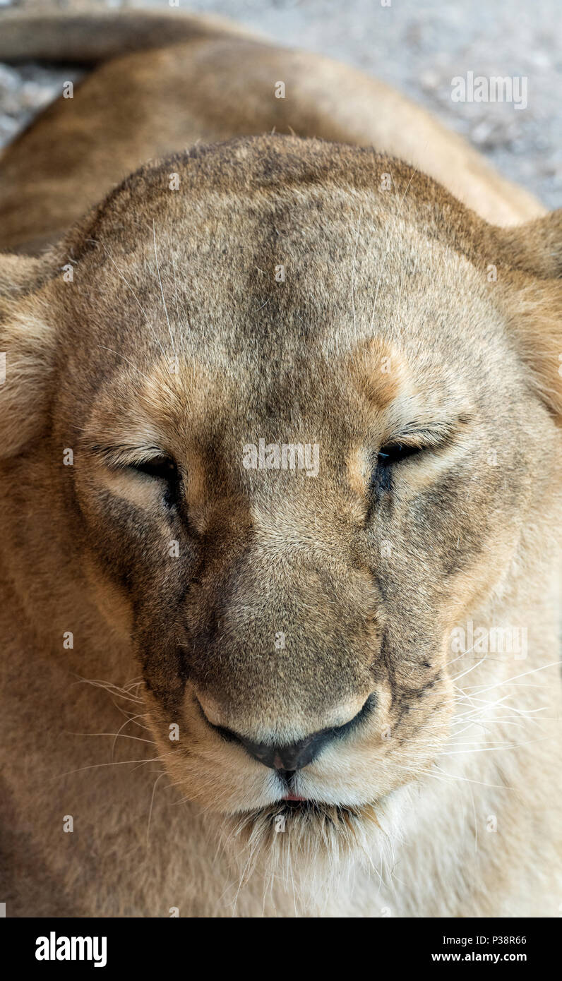 Un cloesup di una leonessa cercando assonnato Foto Stock