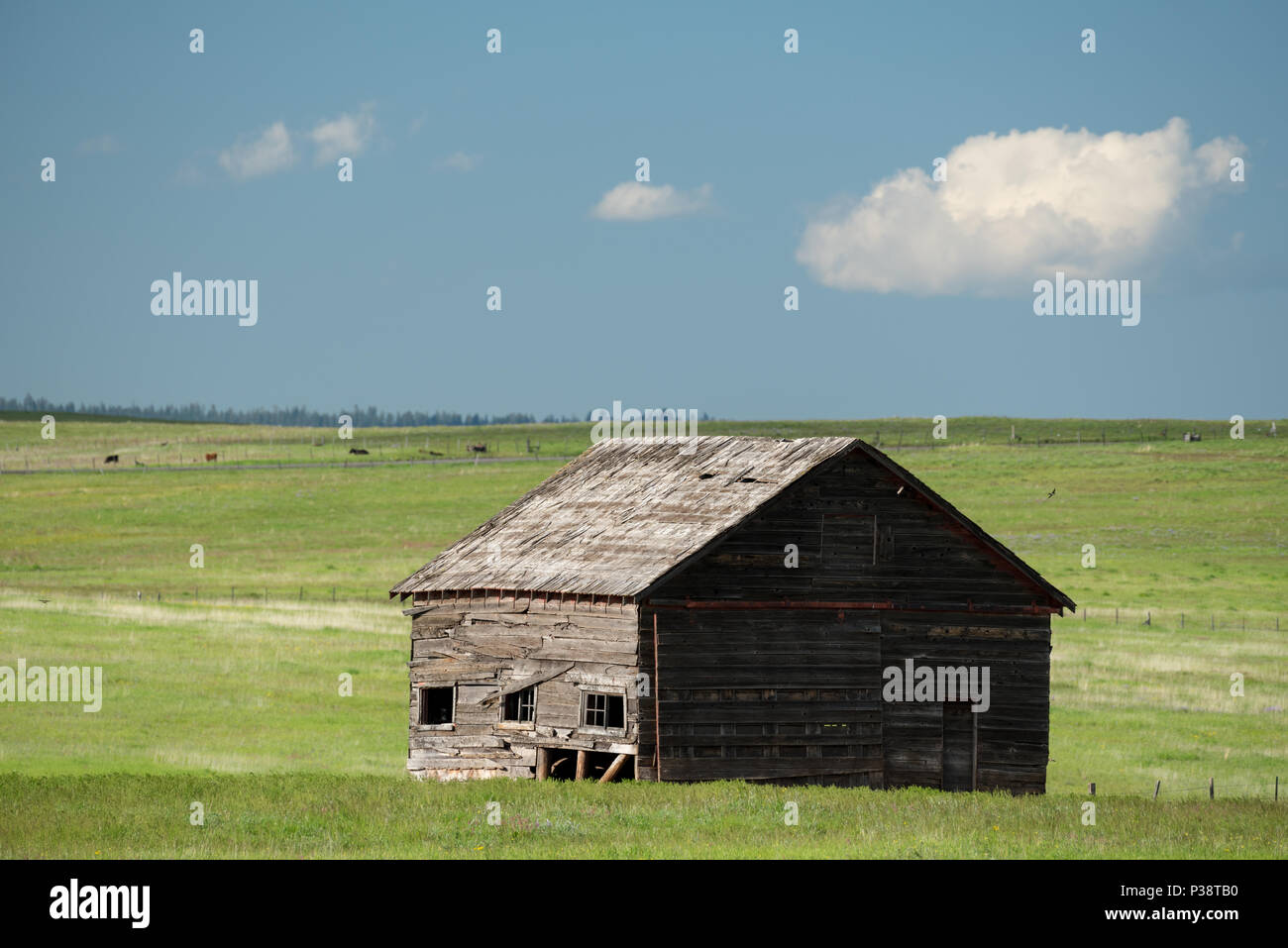Il vecchio fienile su Oregon's Zumwalt Prairie. Foto Stock