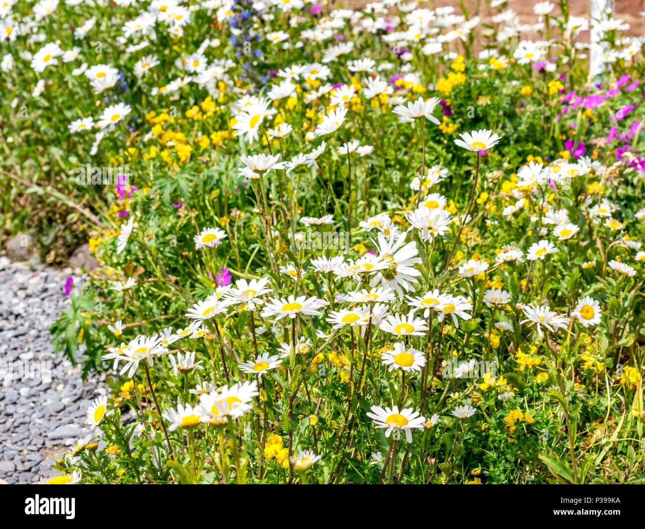 North Berwick, East Lothian, Scozia, Regno Unito, 18 giugno 2018. Il giardino costiero di fiori selvatici fuori dal Centro Scozzese Seabird è immerso nel sole. Varietà di fiori selvatici costieri misti: Marea mayweed, sanguinosa cranesbill, uccello comune trefoil piede e vipere bugloss Foto Stock North Berwick, East Lothian, Scozia, Regno Unito, 18 giugno 2018. Il giardino costiero di fiori selvatici fuori dal Centro Scozzese Seabird è immerso nel sole. Varietà di fiori selvatici costieri misti: Marea mayweed, sanguinosa cranesbill, uccello comune trefoil piede e vipere bugloss Foto Stock