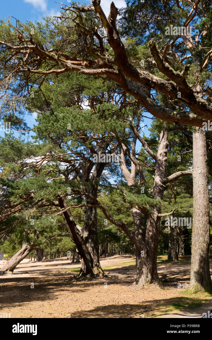 Caledonian Pineta Cairngorms Scozia Scotland Foto Stock