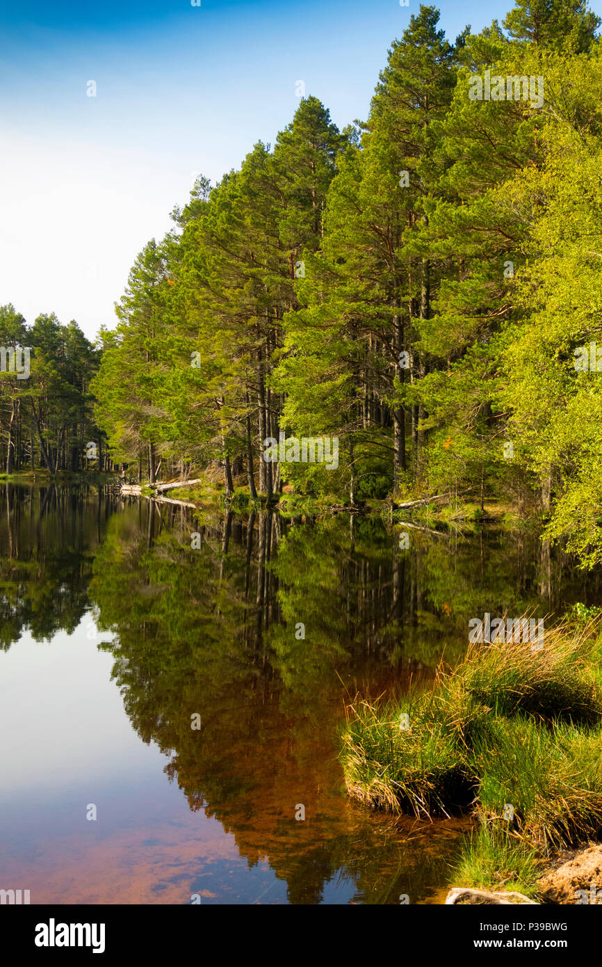 Loch Garten riflessioni di foresta Foto Stock