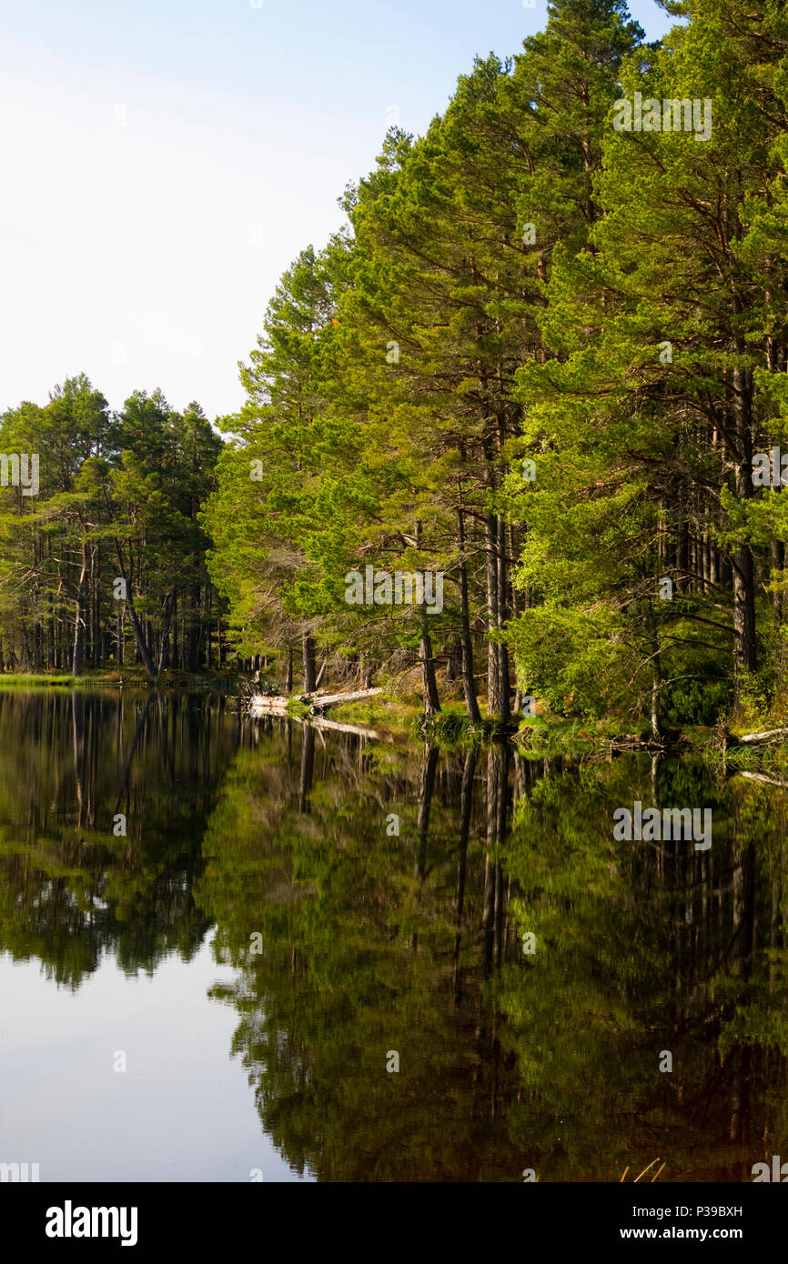 Loch Garten riflessioni di foresta Foto Stock
