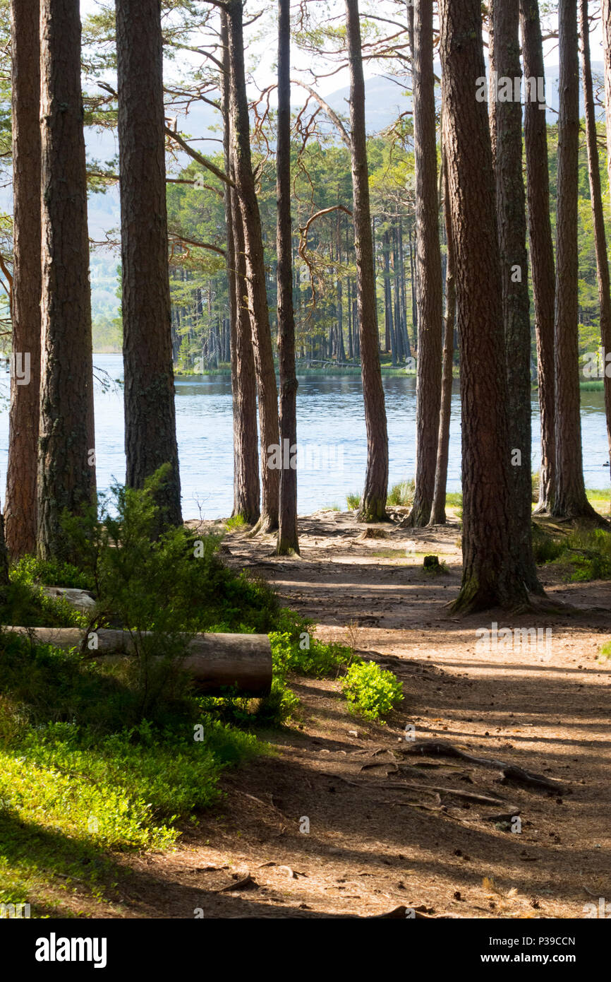 Loch Garten Caledonian Pineta Scozia Scotland Foto Stock