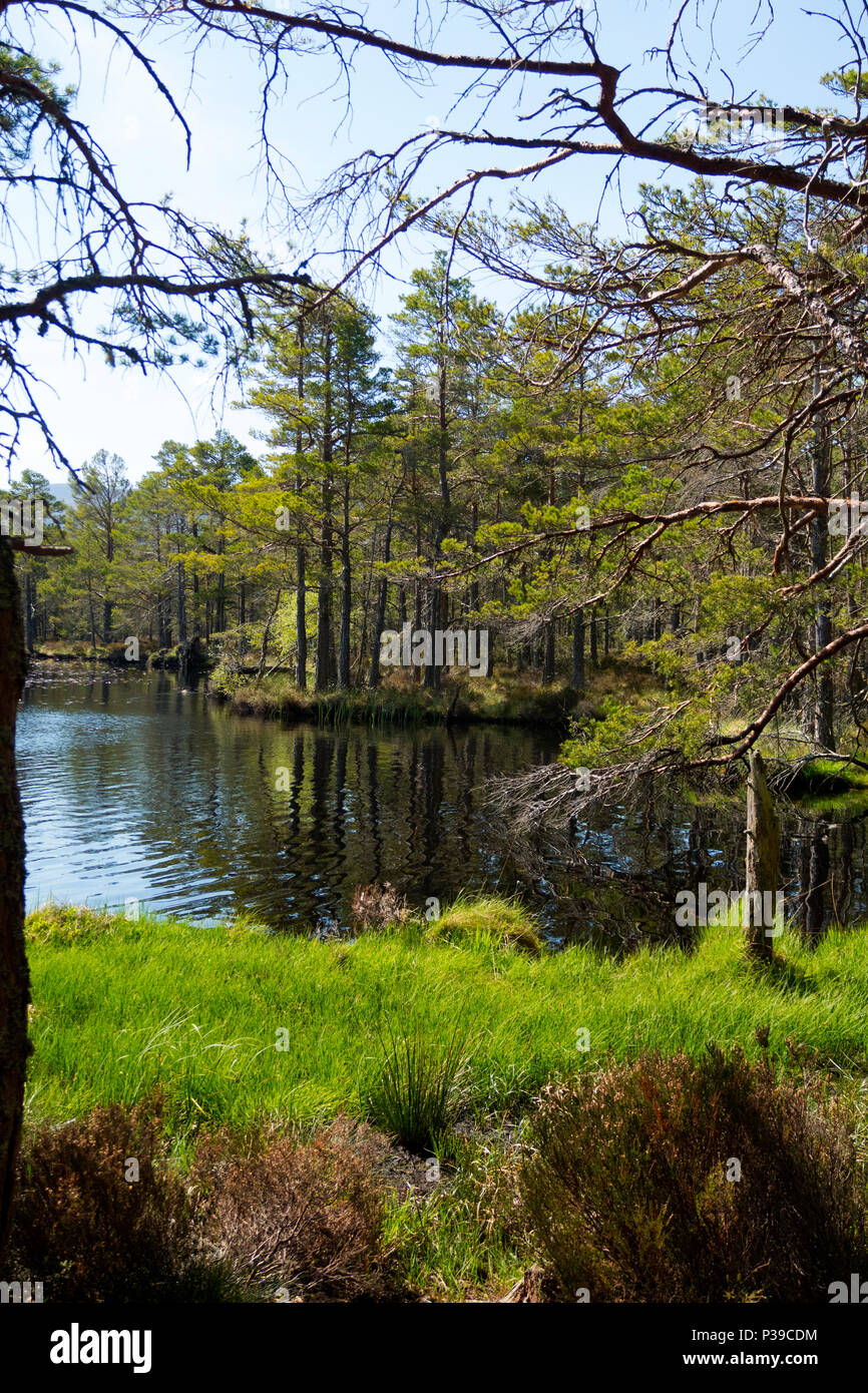 Loch Garten Caledonian Pineta Scozia Scotland Foto Stock