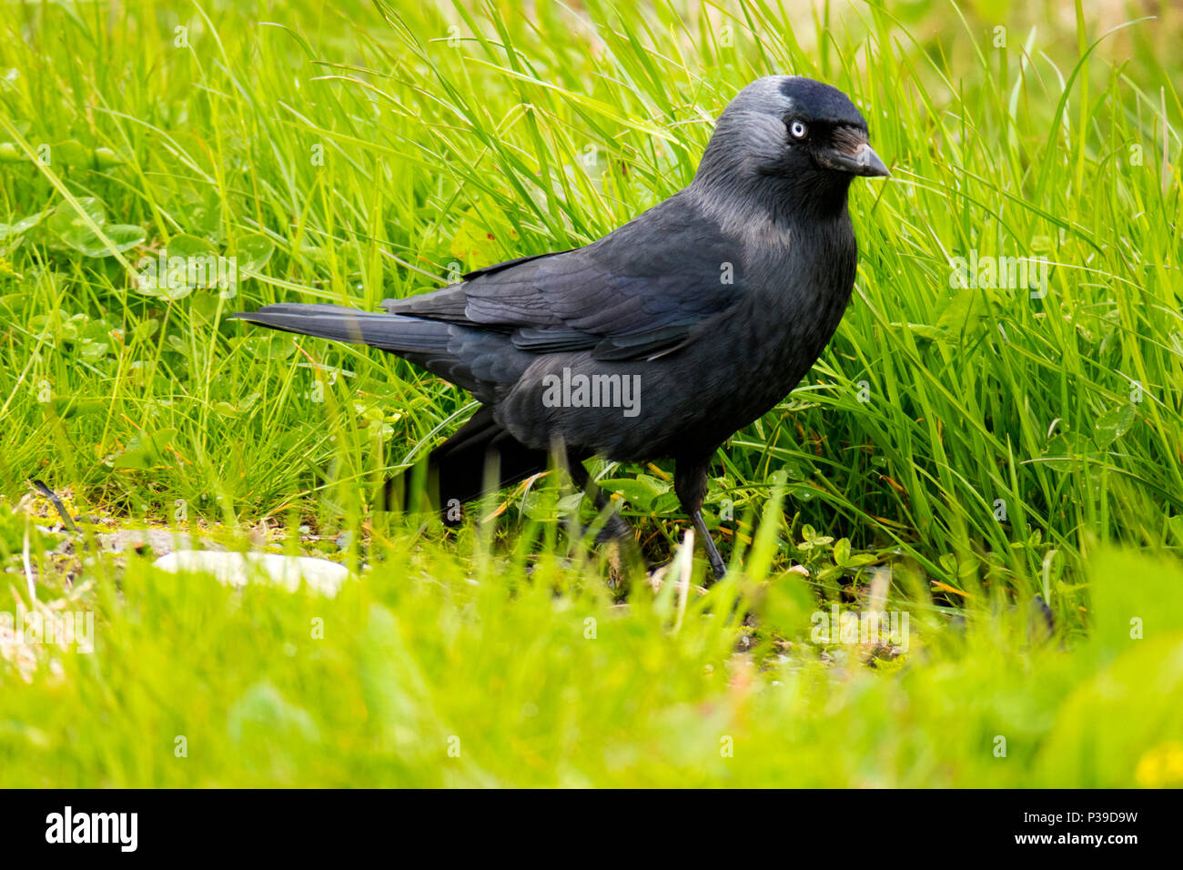 La cornacchia Foto Stock