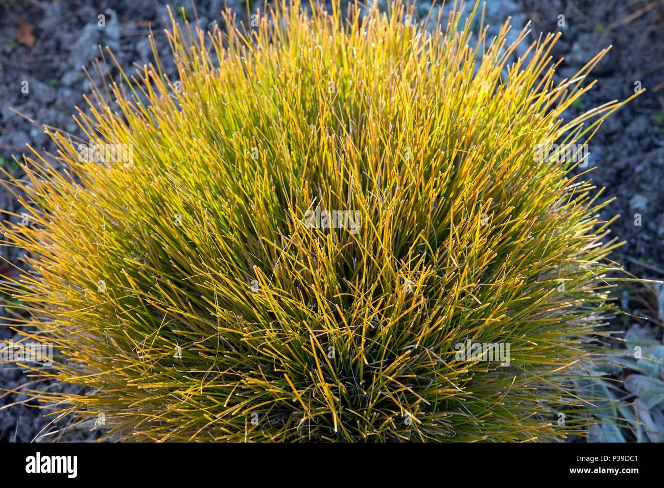 Sun ligth su erba ornamentale nel giardino all'aperto Foto Stock