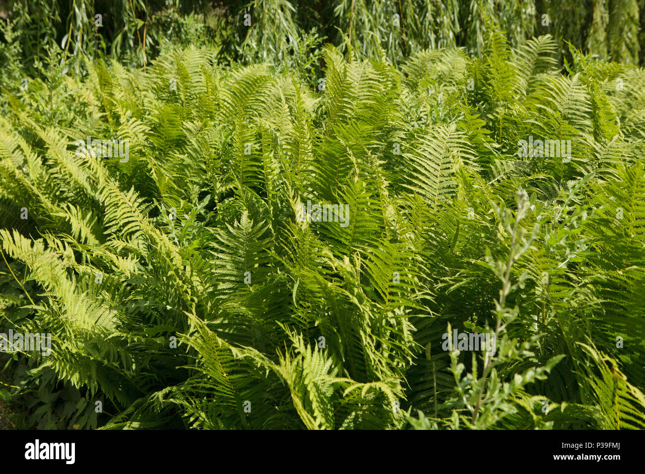 La felce bush in stron estate sole di mezzogiorno (Polypodiopsida Cronquist) Foto Stock