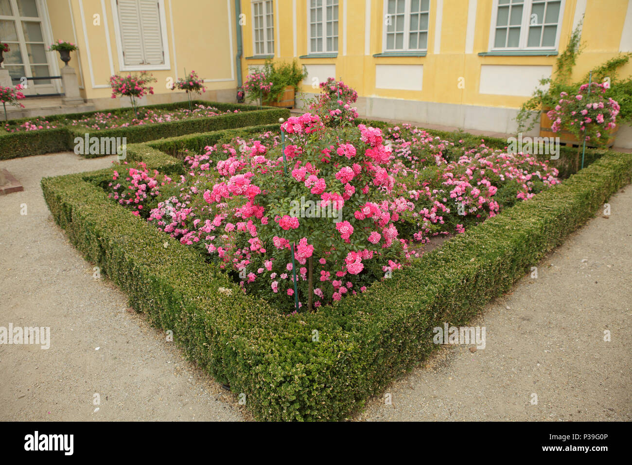 Rose clomb all'interno di siepe verde in giardino classico Foto Stock