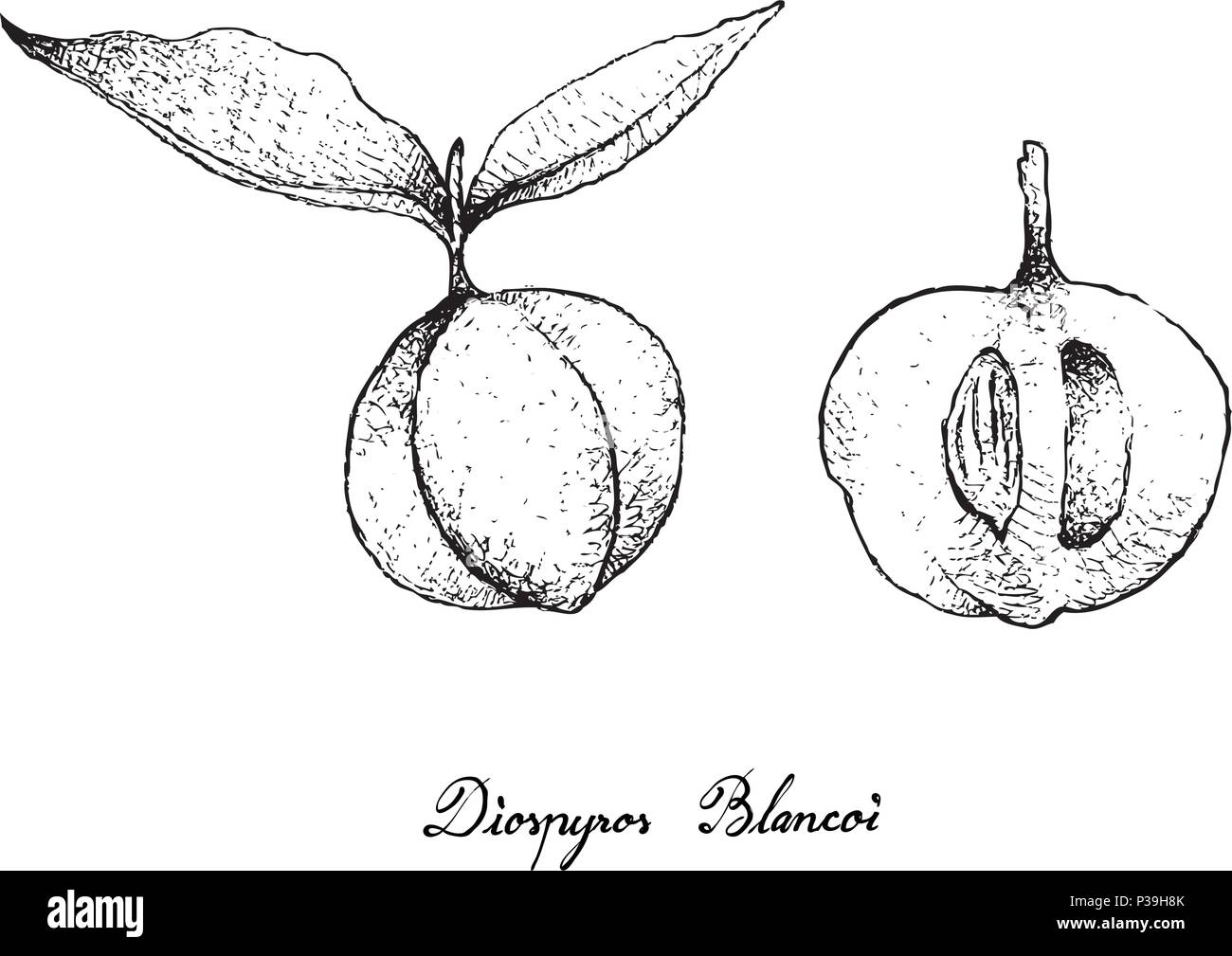 La frutta tropicale, illustrazione di mano il bozzetto mature e dolce Diospyros Blancoi o Velvet Apple frutti isolati su sfondo bianco. Illustrazione Vettoriale