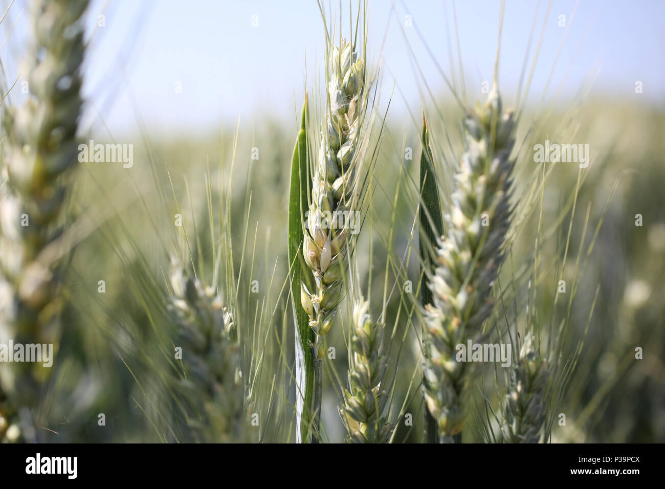 Nella foto di grano che cresce in un campo vicino a Chichester, West Sussex, Regno Unito. Foto Stock