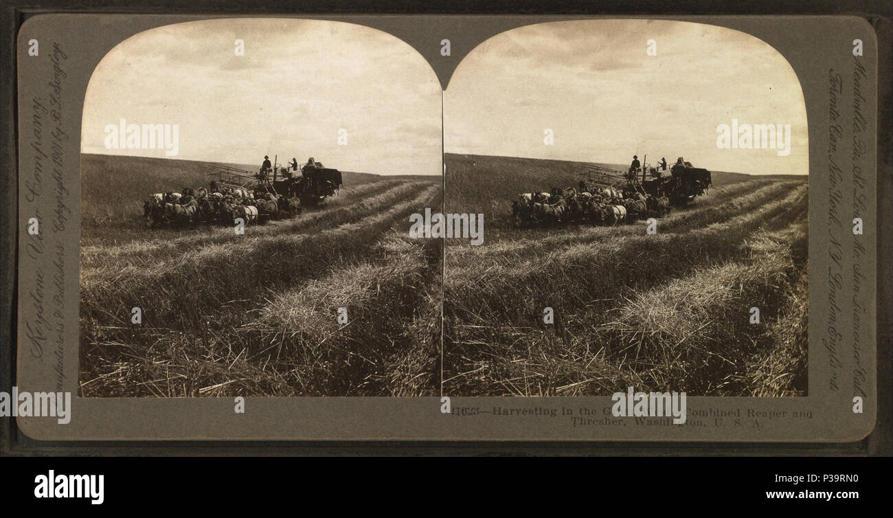 137 La raccolta in Great West, combinata reaper e la trebbiatrice, Washington, USA, da Singley, B. L. (Benjamin Lloyd) Foto Stock