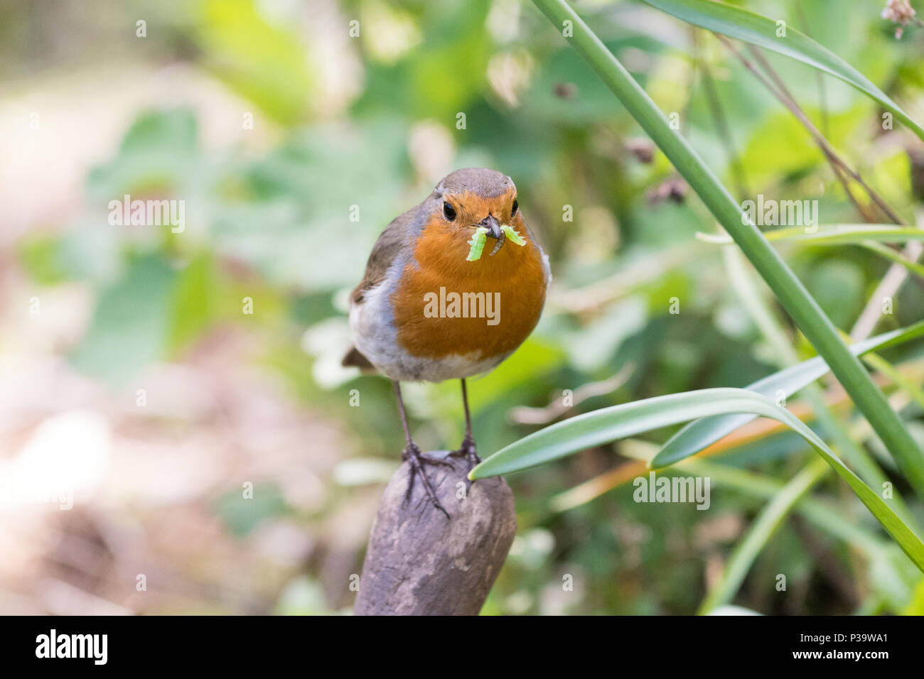 Unione Robin - Erithacus rubecula - con un bruco verde nel suo becco in un scozzese GIARDINO DEL REGNO UNITO Foto Stock