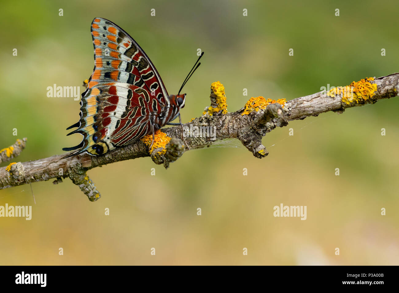 Jasius Chasxes, il due-tailed pasha o foxy imperatore, è una farfalla della famiglia Nymphalidae. Posto su un ramo di pianta. Foto Stock