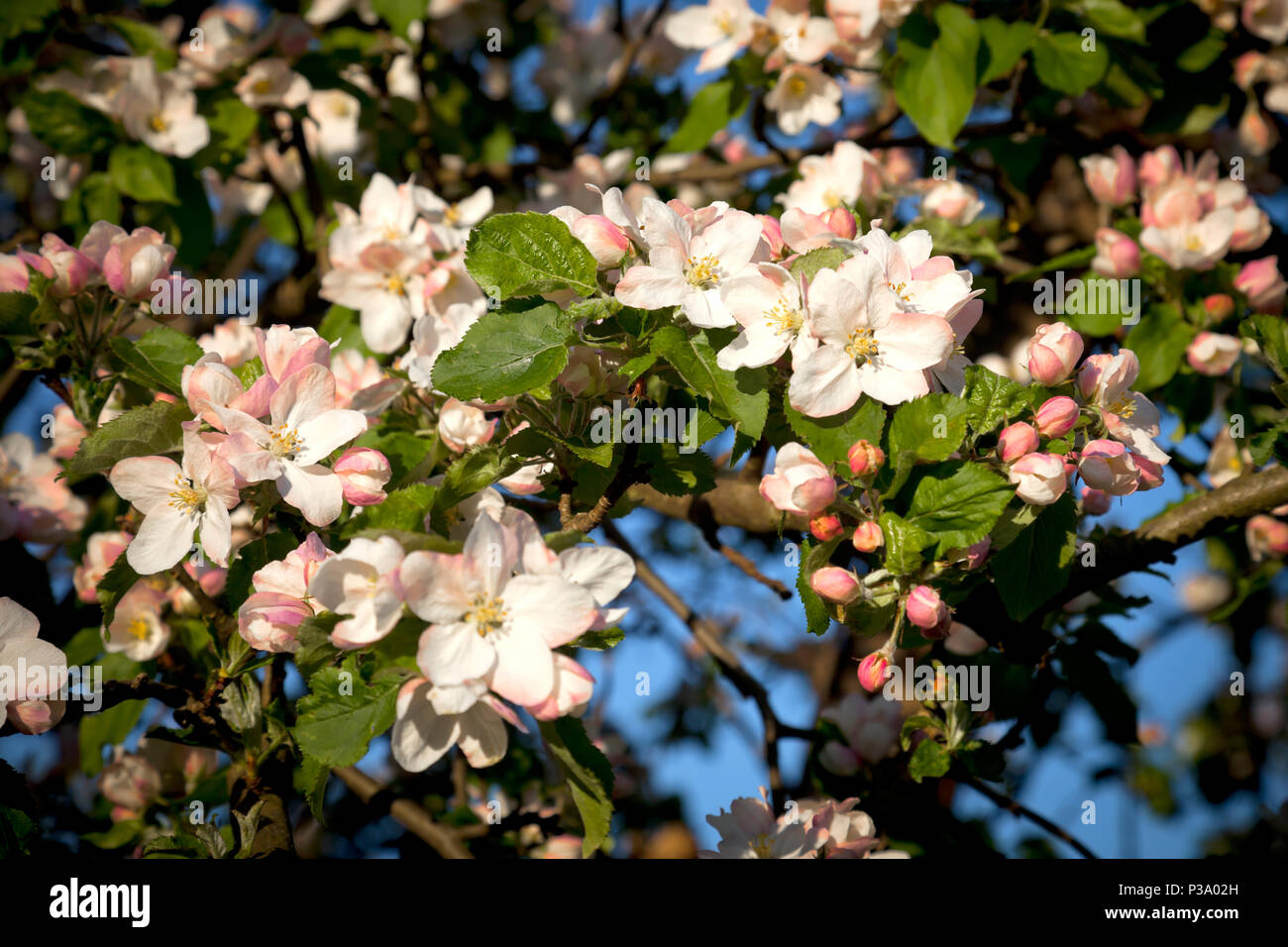 Ruehstaedt, Germania, albero fiorisce in superficie frutticola Foto Stock