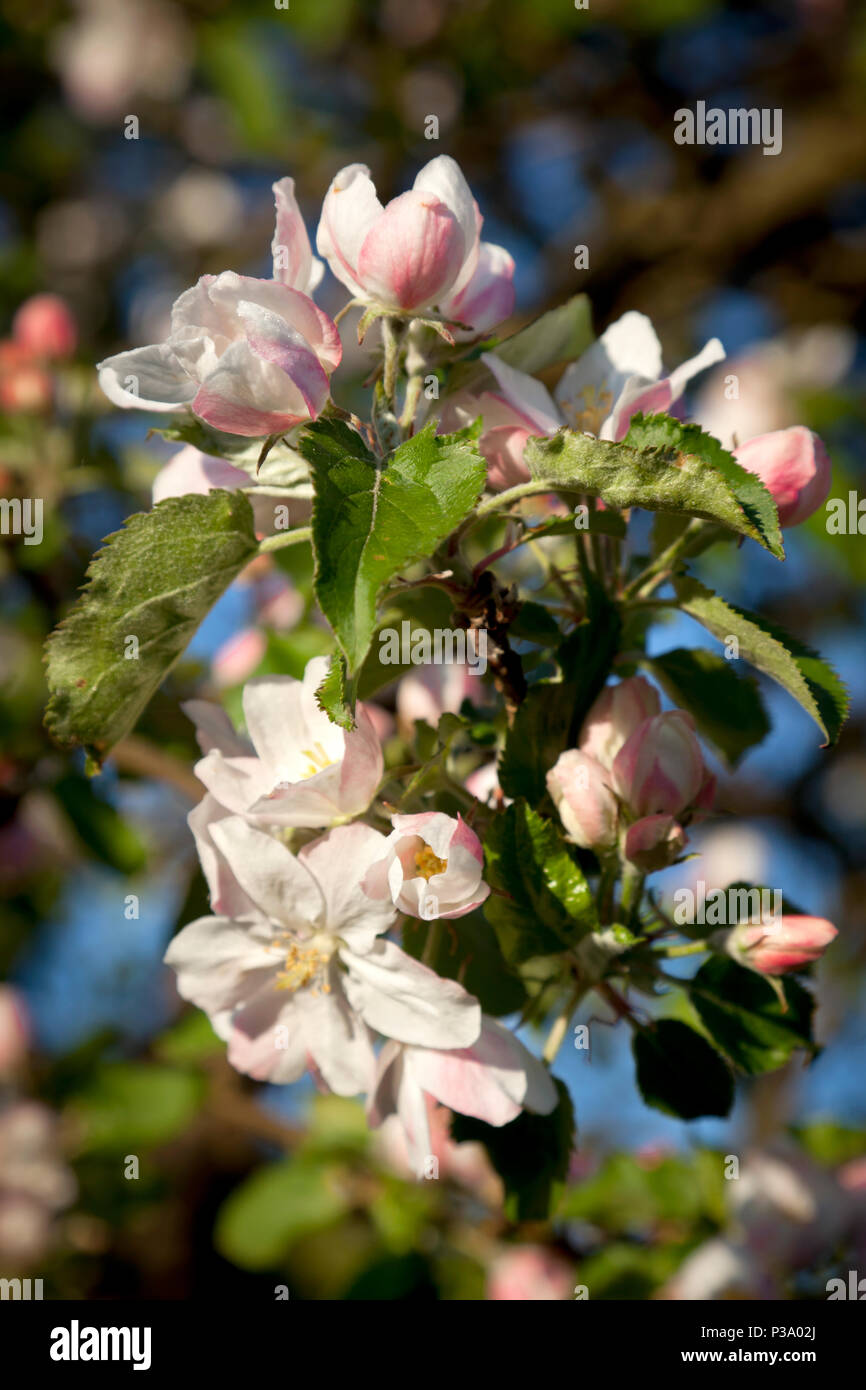 Ruehstaedt, Germania, albero fiorisce in superficie frutticola Foto Stock