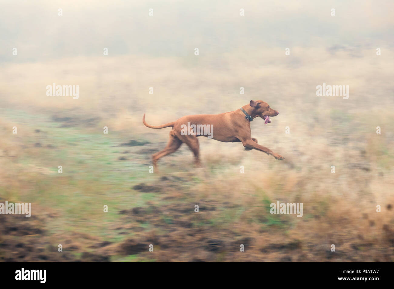 Berlino, Germania, un cane è in esecuzione su un campo Foto Stock