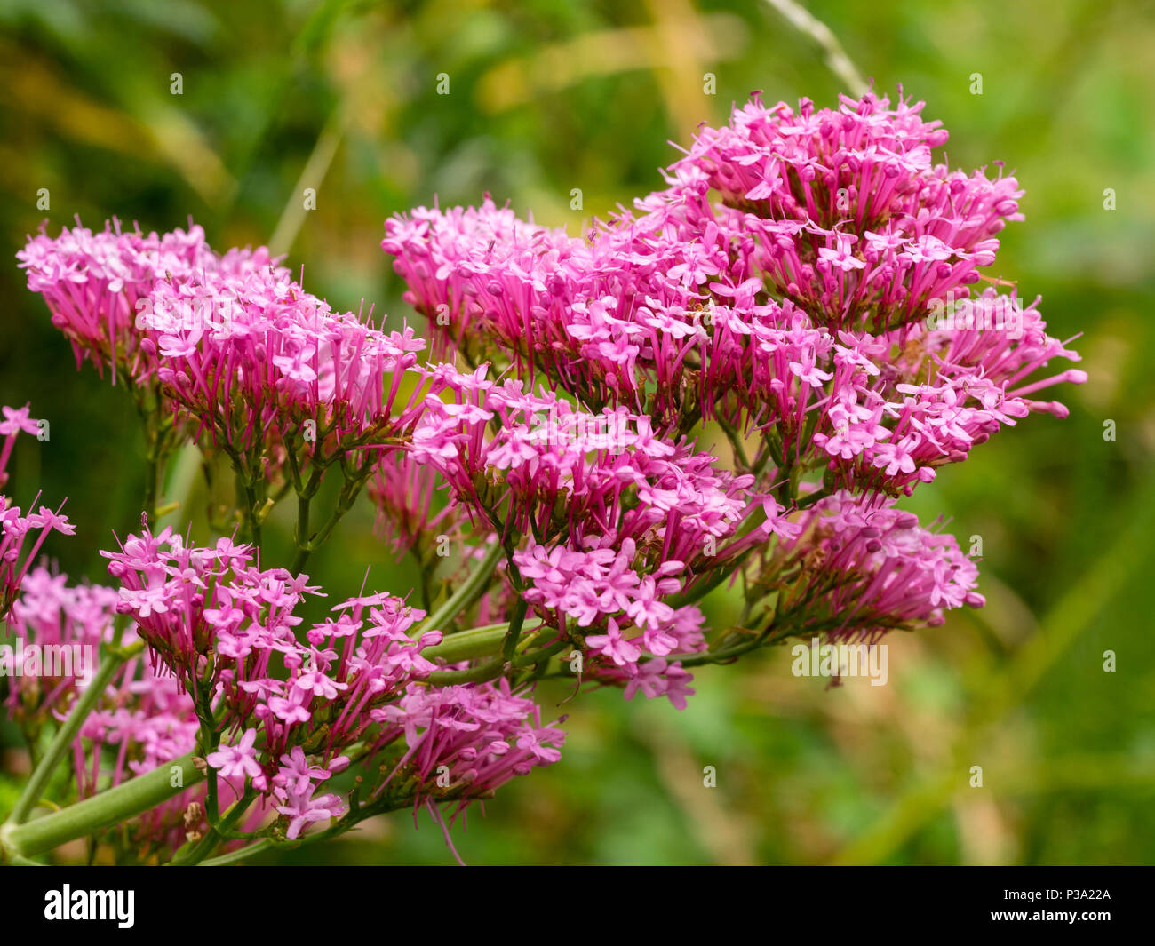 Rosa fiori d'estate del Regno Unito naturalizzato di fiori selvaggi, Centranthus ruber, rosso valeriana Foto Stock