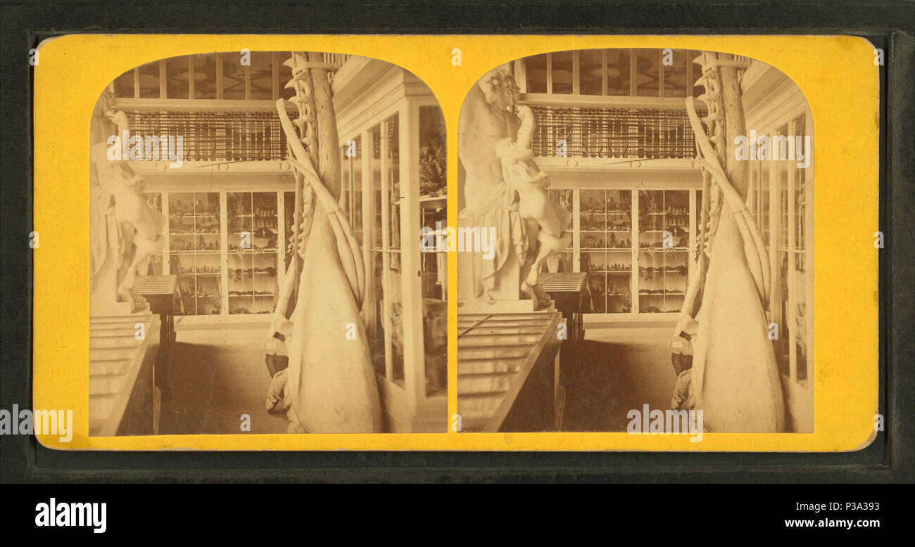 . Interno del "Marine museum' mostra casi, le ossa e la scultura. Copertura: 1859?-1885?. Fonte impronta: 1859?-1885?. Elemento digitale pubblicata 9-15-2005; aggiornato 2-12-2009. 157 interno del "museo marino" mostra casi, le ossa e la scultura da Robert N. Dennis raccolta di vista stereoscopica Foto Stock