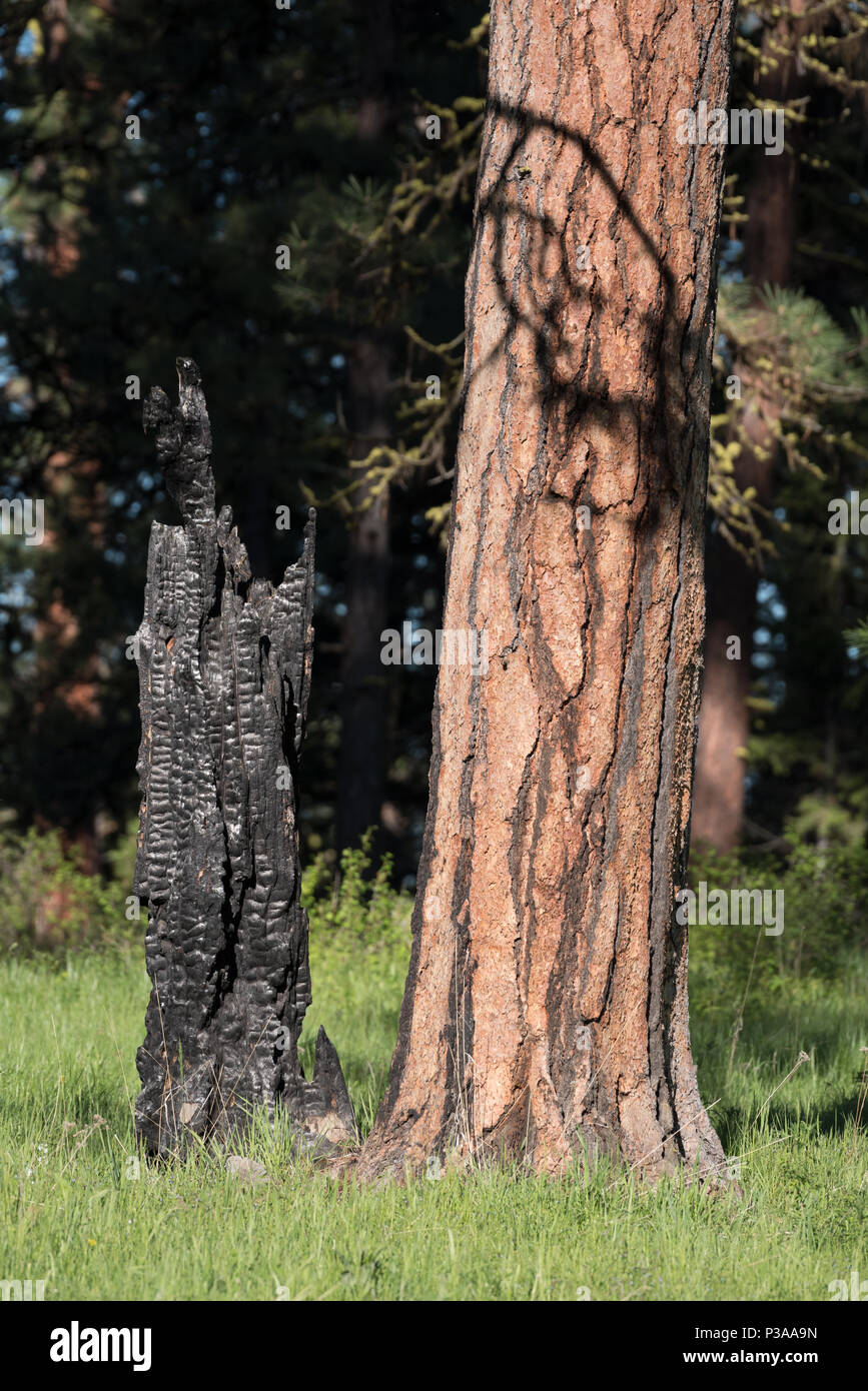 Alberi immagini e fotografie stock ad alta risoluzione Alamy