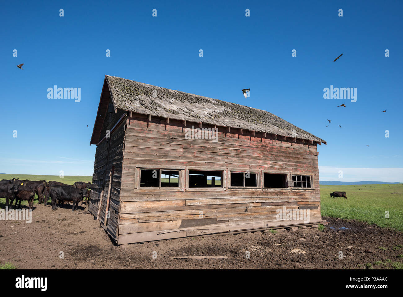 Vacche e cliff rondini da un vecchio fienile su Oregon's Zumwalt Prairie. Foto Stock
