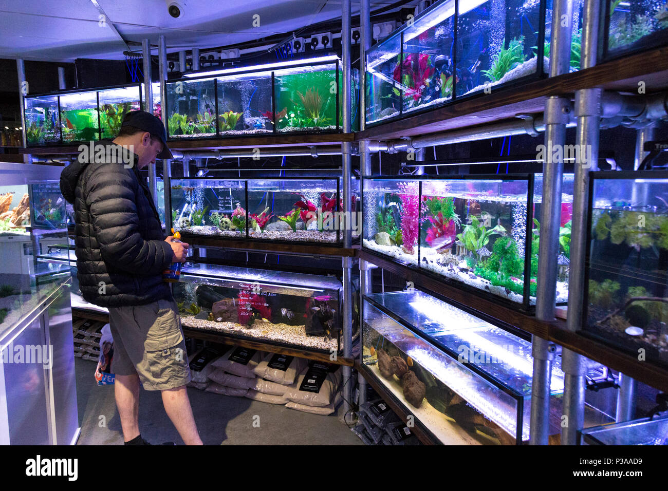 Un cliente che guarda le vasche di pesci all'interno di un negozio di animali, Manchester, Regno Unito Foto Stock