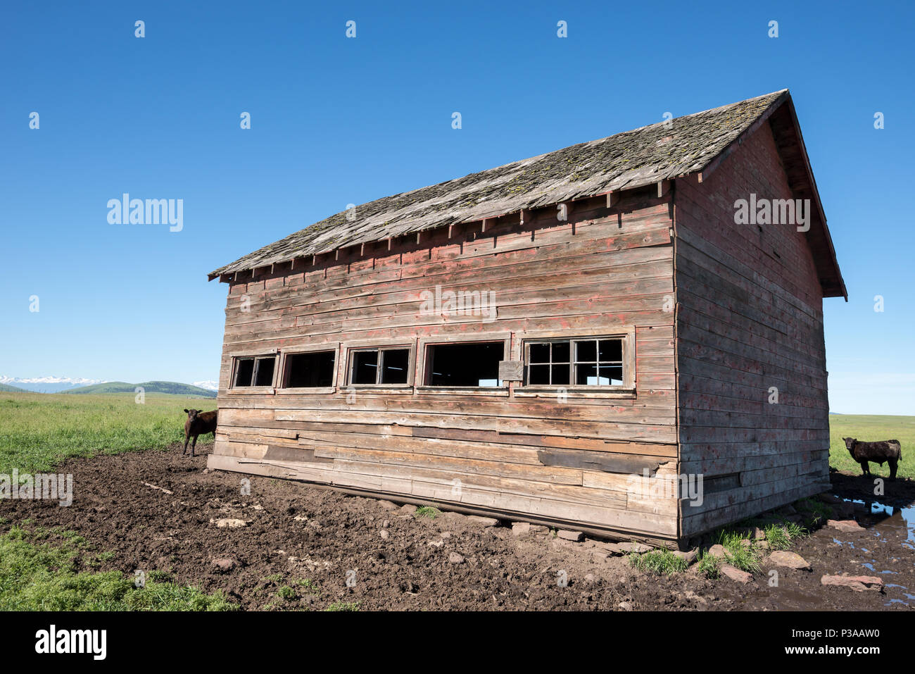 I vitelli accanto a un vecchio fienile su Oregon's Zumwalt Prairie con il Wallowa montagne in distanza. Foto Stock