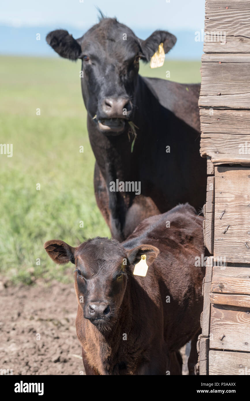 Mucca e vitello accanto a un vecchio granaio sulla Zumwalt Prairie, Oregon. Foto Stock