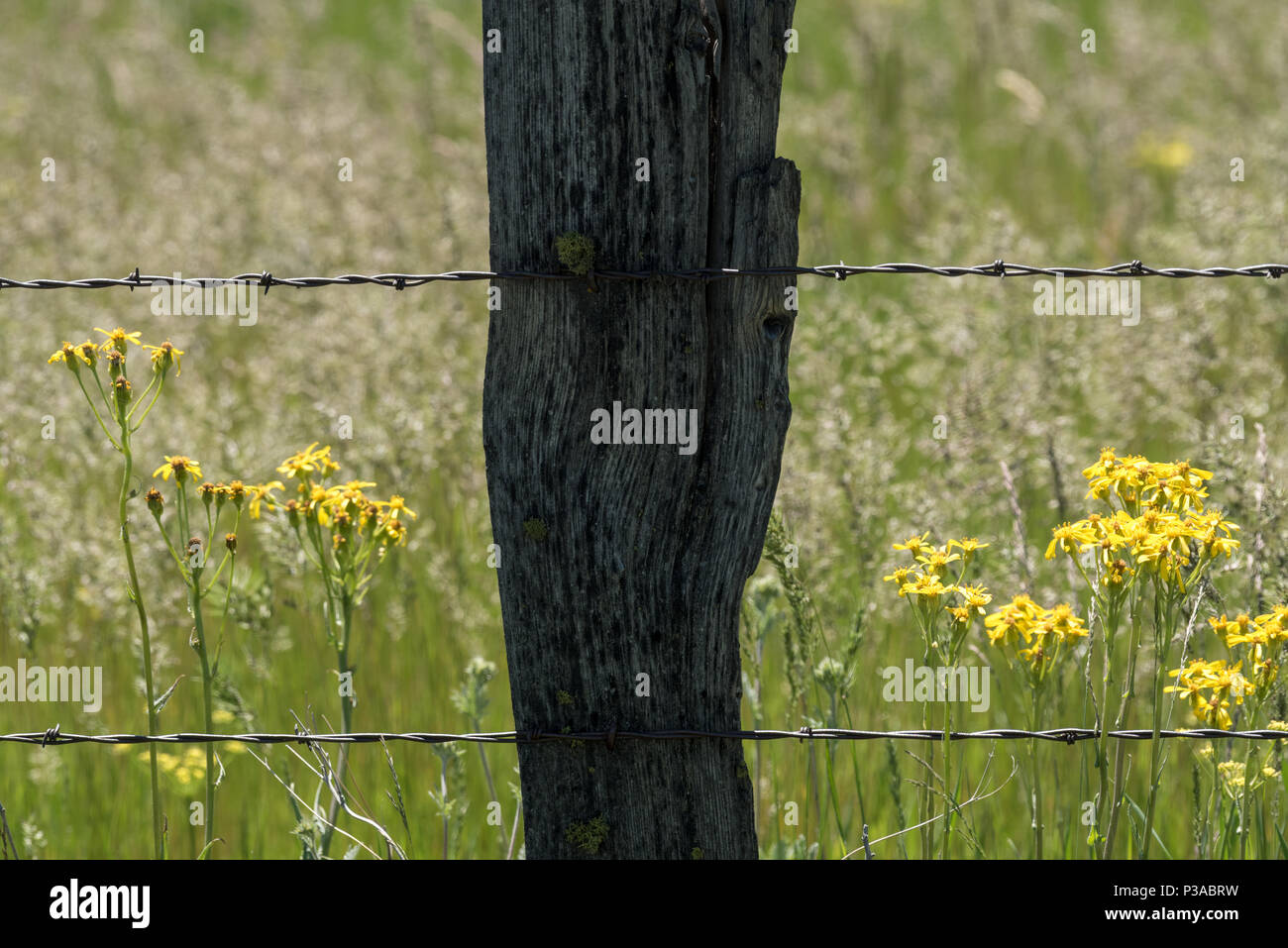 Fencepost e fiori, Zumwalt Prairie, Oregon. Foto Stock