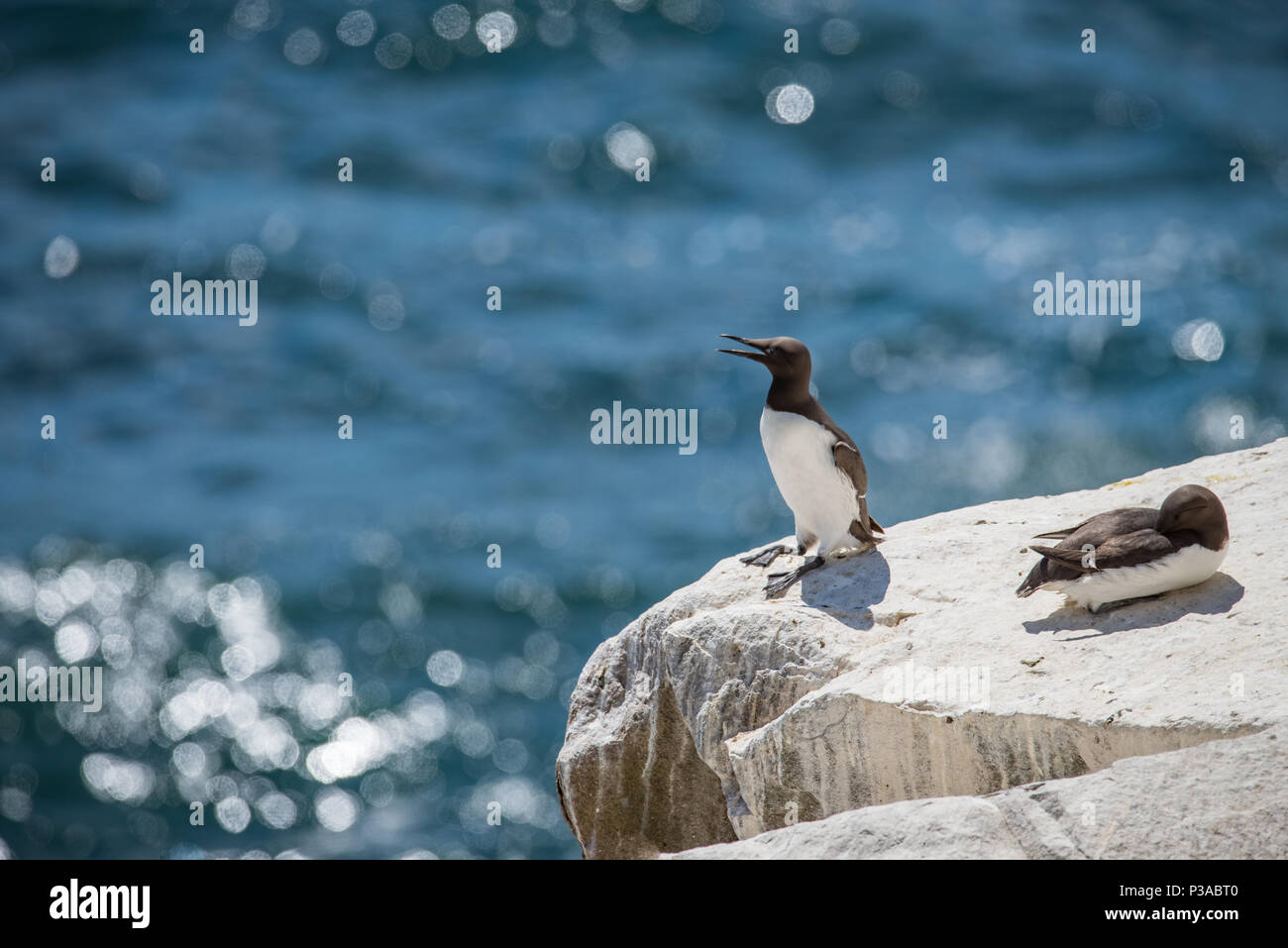 GUILLEMOT uccelli marini a isole Saltee nella Contea di Wexford - Irlanda Foto Stock