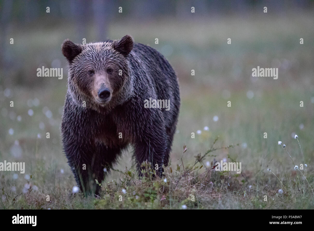 Unione l'orso bruno (Ursus arctos arctos) in erba di cotone al tramonto a Kuhmo, in Finlandia, 2018.© Jason Richardson Foto Stock