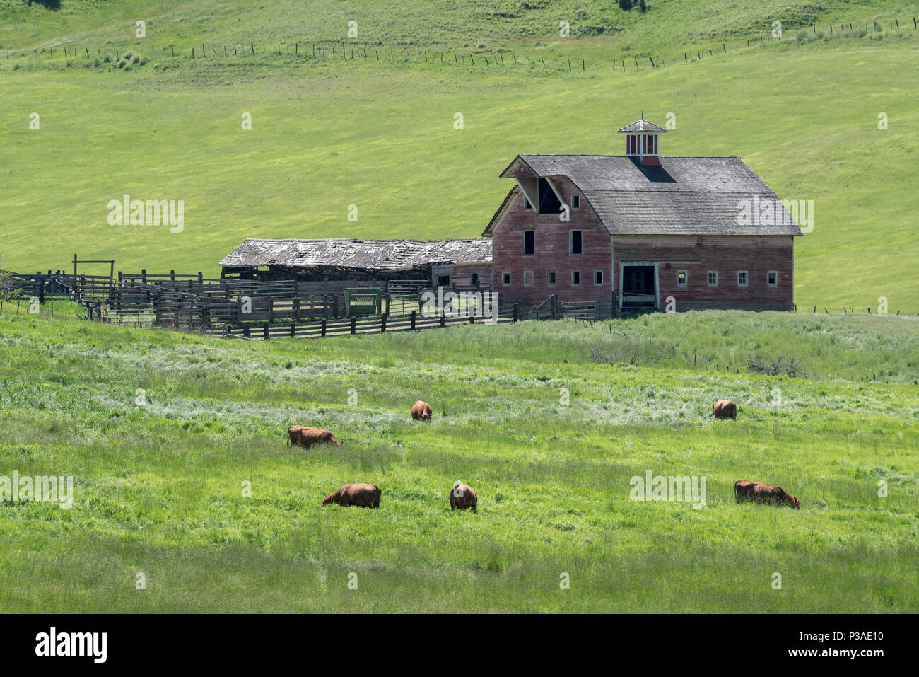 Il pascolo di bestiame nei pressi di un fienile costruito nel 1915 dalla Chiesa Dorrance, su Crow Creek nella contea di Wallowa, Oregon. Foto Stock