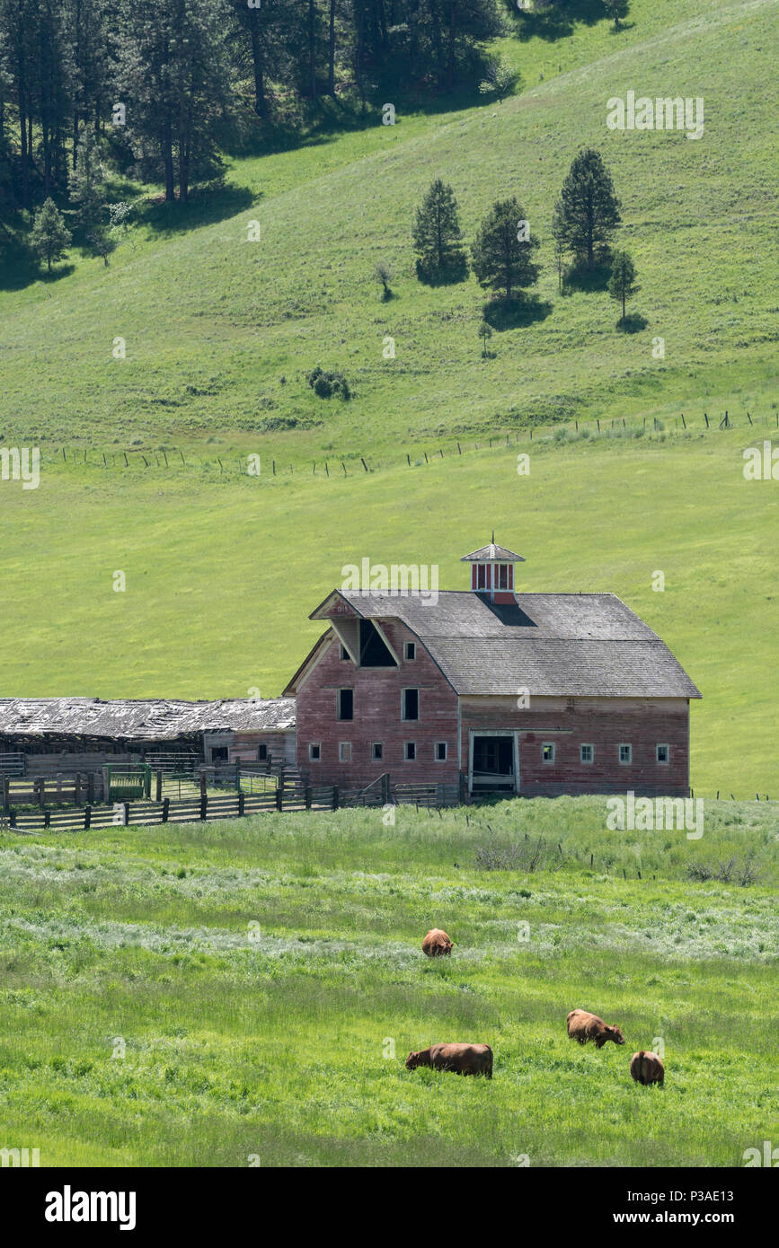 Il pascolo di bestiame nei pressi di un fienile costruito nel 1915 dalla Chiesa Dorrance, su Crow Creek nella contea di Wallowa, Oregon. Foto Stock