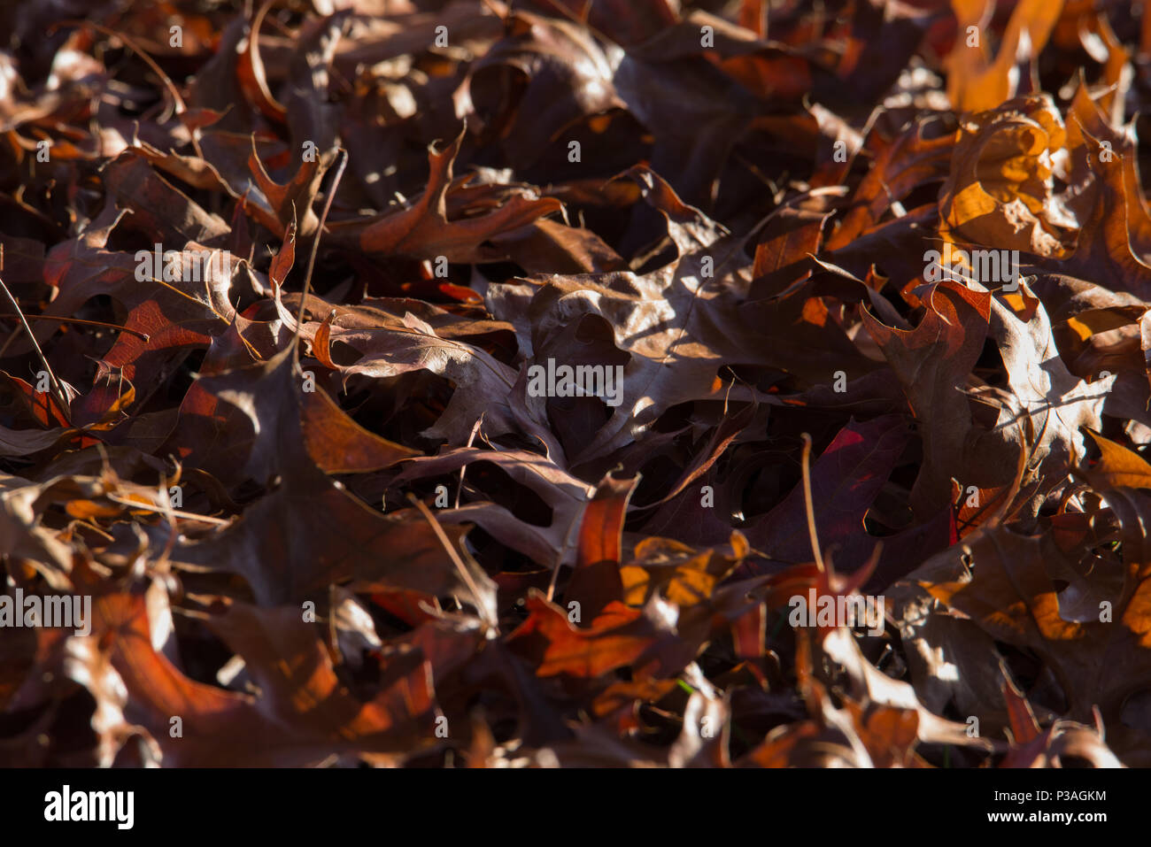 Foglie morte giacciono a terra alla fine dell'autunno. Foto Stock