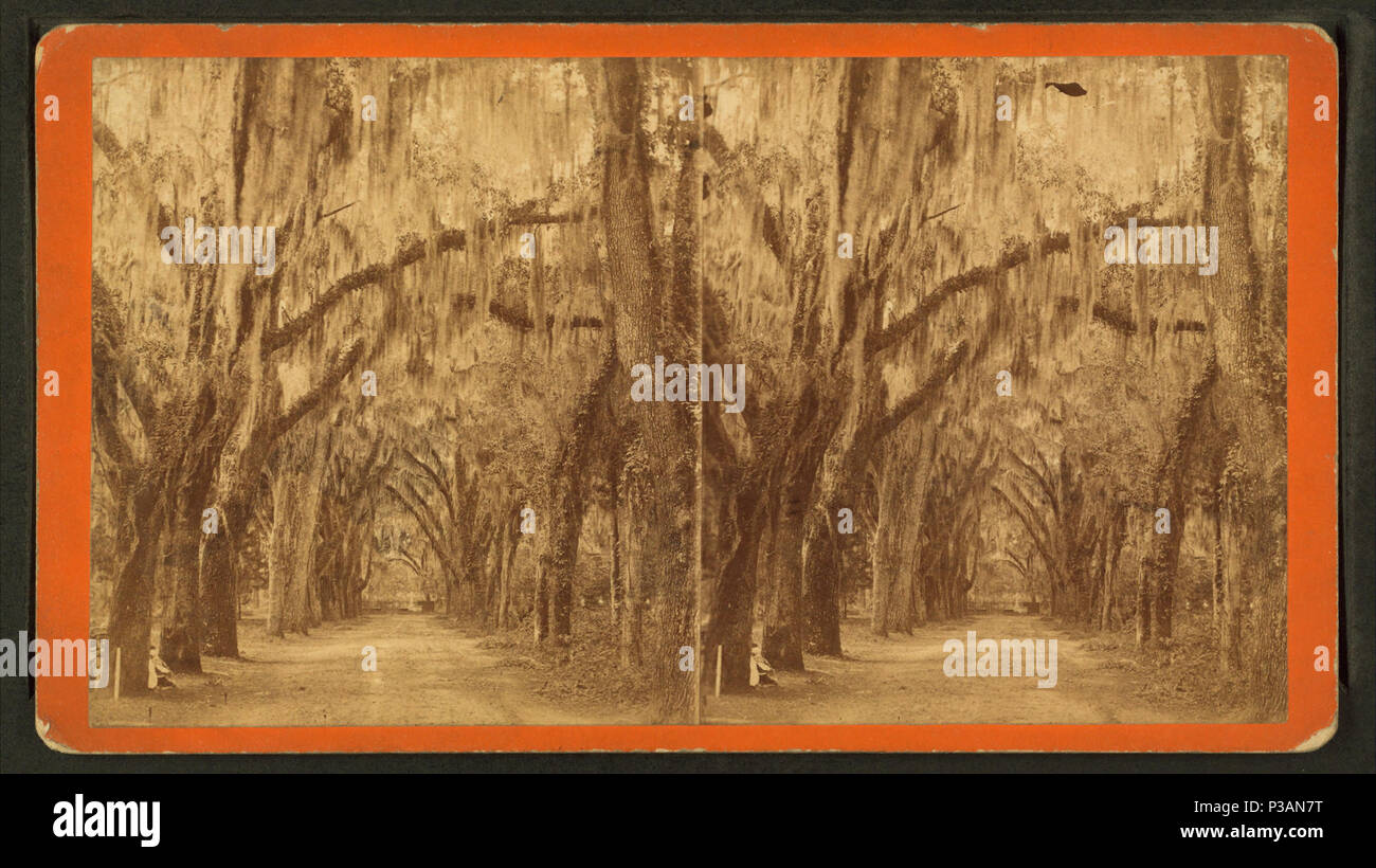 . Live Oak Avenue a Bonaventura. Titolo alternativo: No. 4. Creato: 1856-1908. Copertura: 1856-1908. Fonte impronta: 1866?-1905?. Elemento digitale pubblicata 6-30-2005; aggiornato 2-12-2009. 171 Live Oak Avenue di Bonaventura, da Robert N. Dennis raccolta di vista stereoscopica 4 Foto Stock