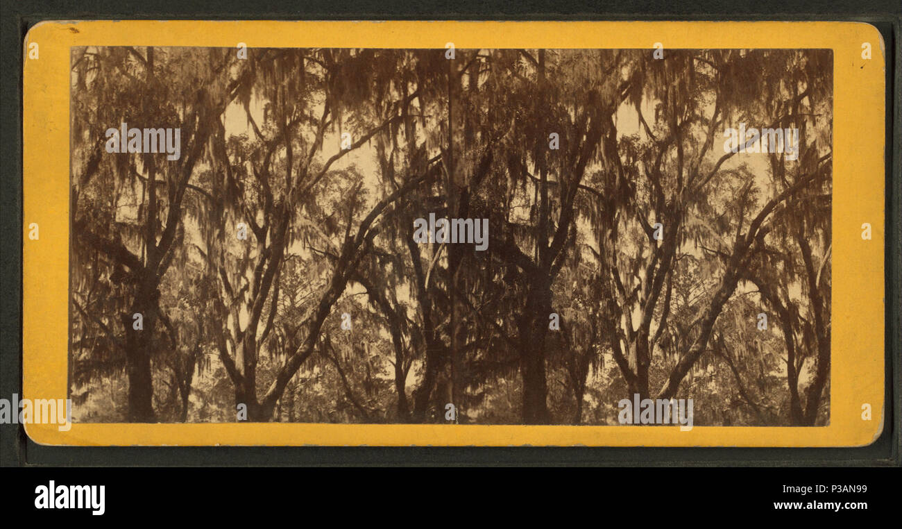 171 Live Oak Avenue, cimitero Bonaventura, savana, Ga da Robert N. Dennis raccolta di vista stereoscopica 7 Foto Stock