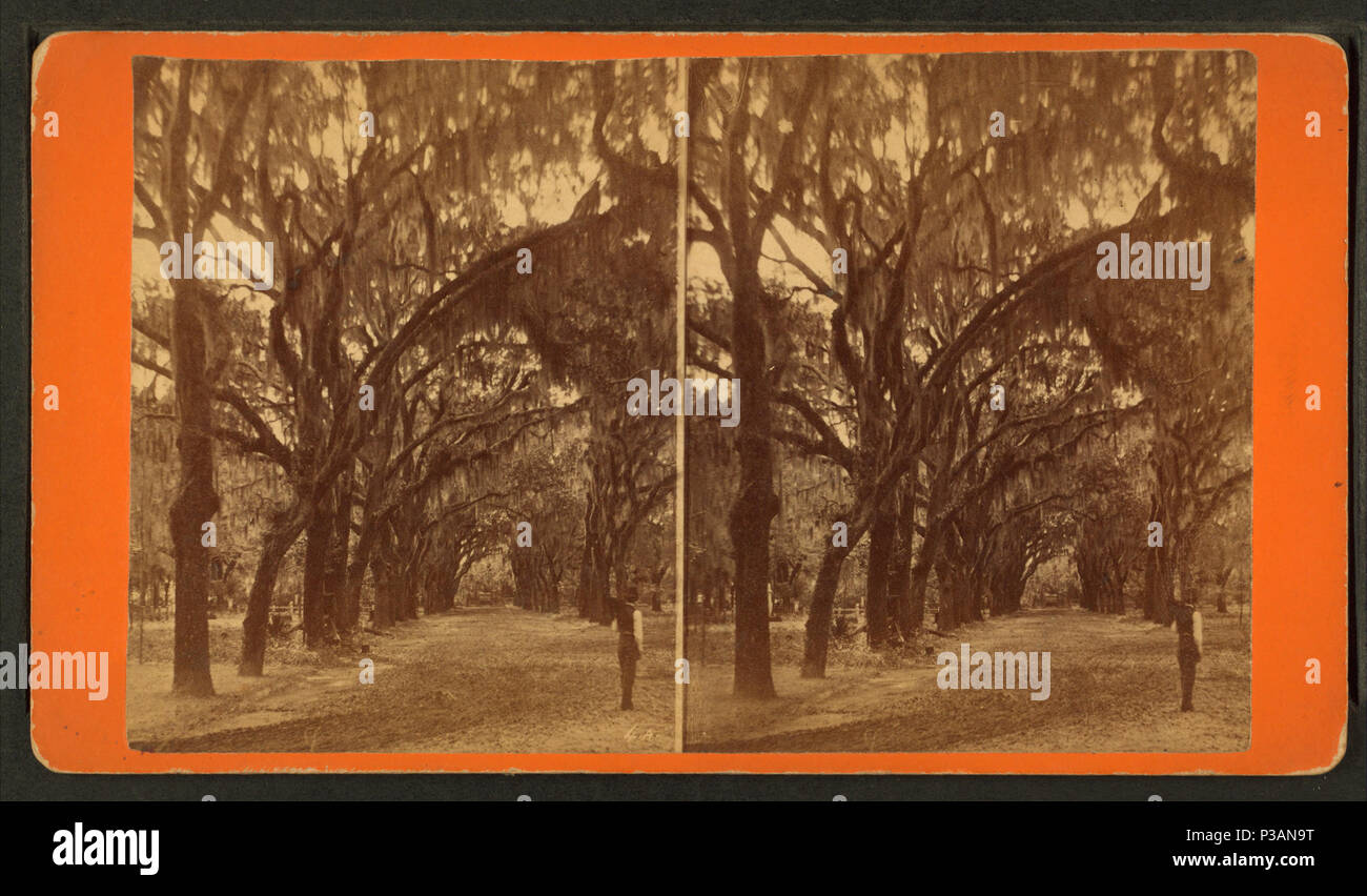 . Live Oak Avenue, Bonaventura. Titolo alternativo: sud vista stereoscopica, no.116. Creato: ca. 1870. Copertura: 1866?-1905?. Fonte impronta: 1866?-1905?. Elemento digitale pubblicata 6-30-2005; aggiornato 2-12-2009. 171 Live Oak Avenue, Bonaventura, da Robert N. Dennis raccolta di vista stereoscopica 15 Foto Stock