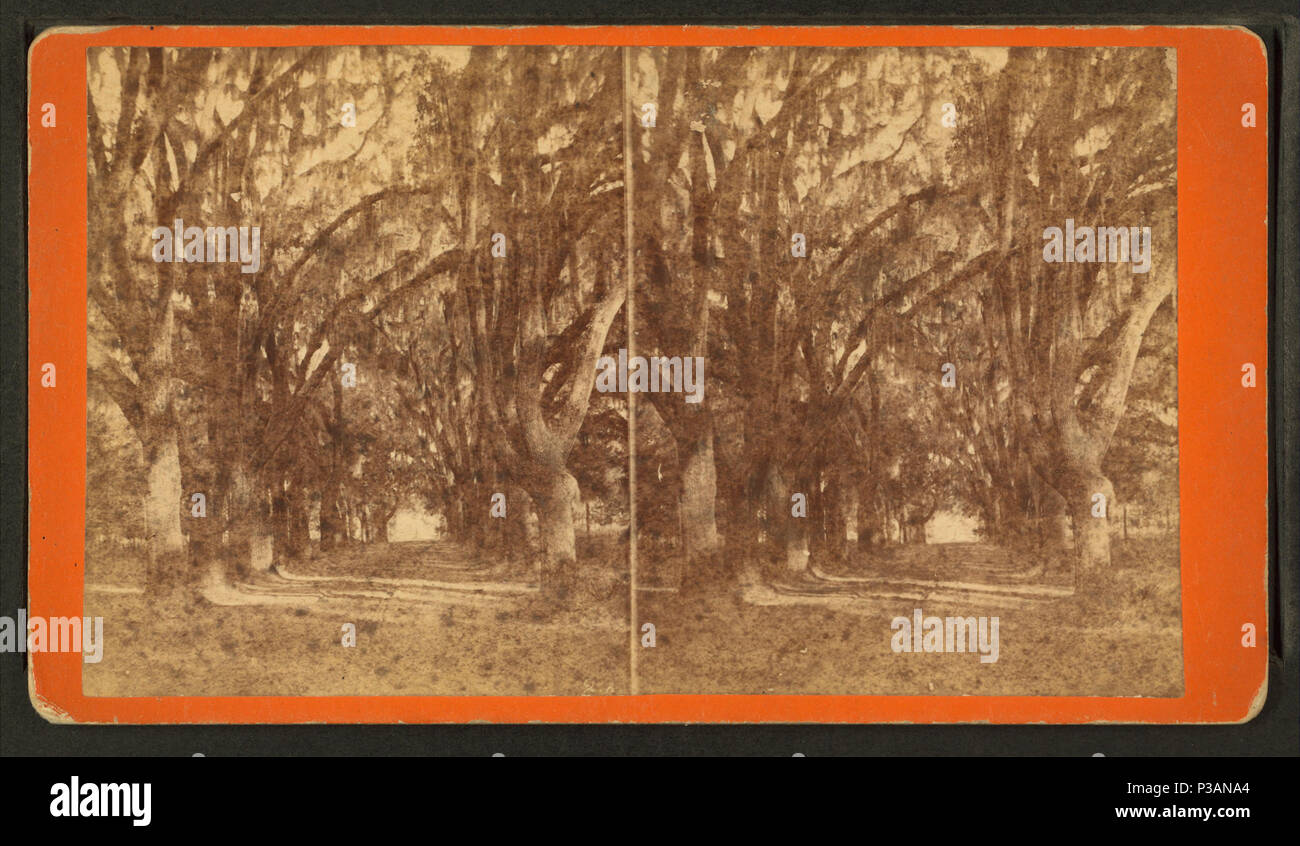 171 Live Oak Avenue, Bonaventura, da Robert N. Dennis raccolta di vista stereoscopica 14 Foto Stock