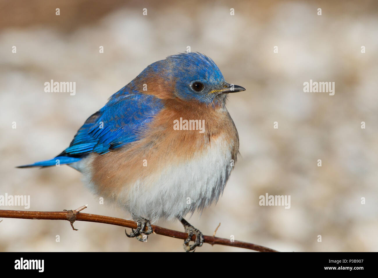 Ritratto di un maschio di eastern bluebird. Foto Stock