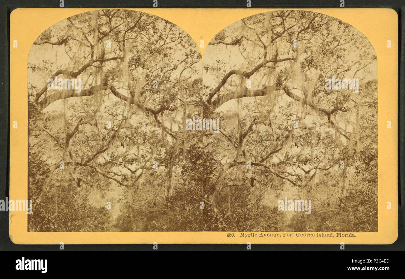203 Myrtle Avenue, Fort George Island, Florida. (No.480), da Kilburn, B. W. (Benjamin West), 1827-1909 Foto Stock